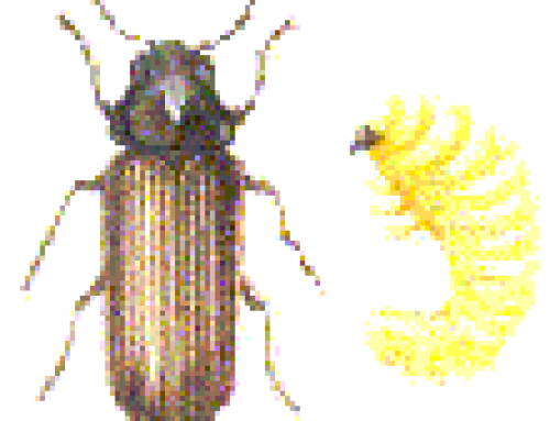 Houtwormbestrijding
