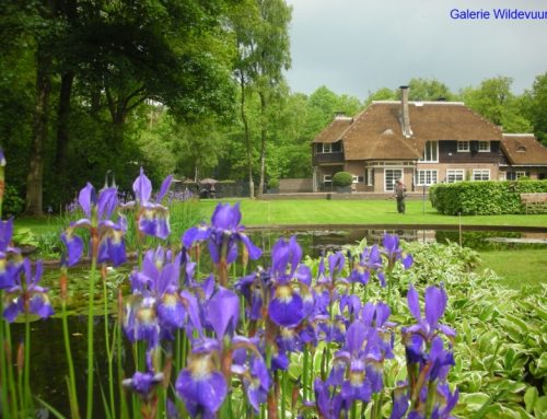 Rietendaken onderhoud